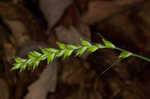 Lined sedge